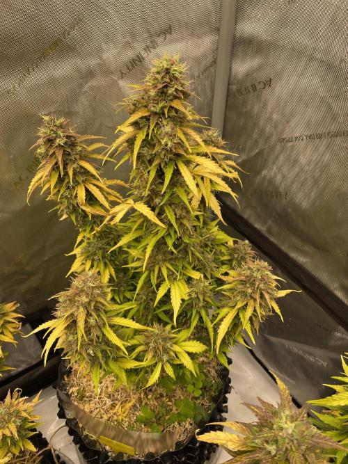 SLH & Grapefruit Autos. Week 12 - Grapefruit 3