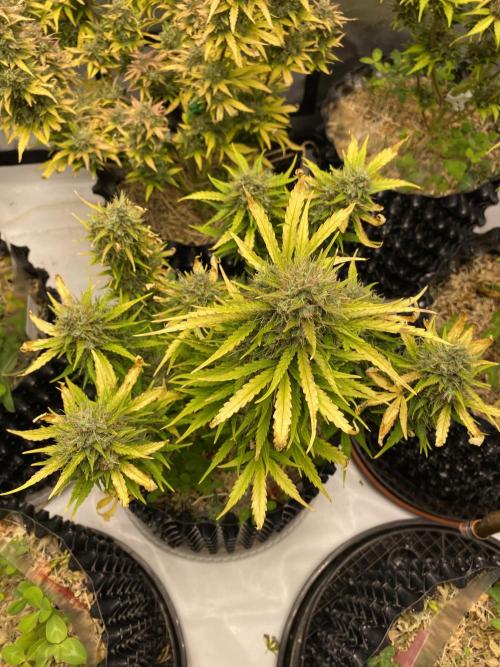 SLH & Grapefruit Autos. Week 12 - Grapefruit 4