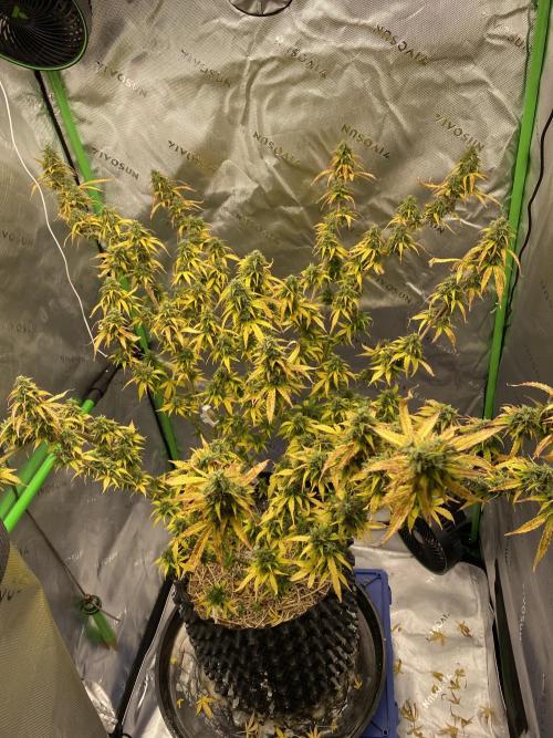 SLH & Grapefruit Autos. Week 12 - Grapefruit 5

Grew so tall had to move to separate tent w/ trellis