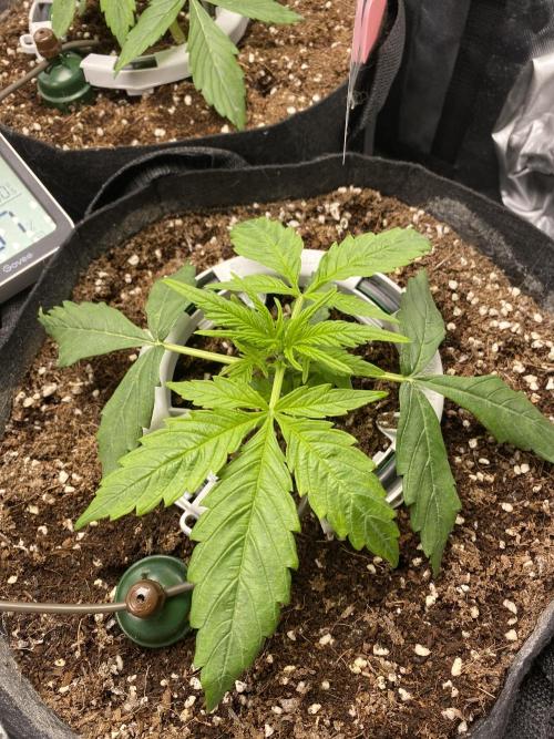 Black Rainbow Autoflower. Week 3