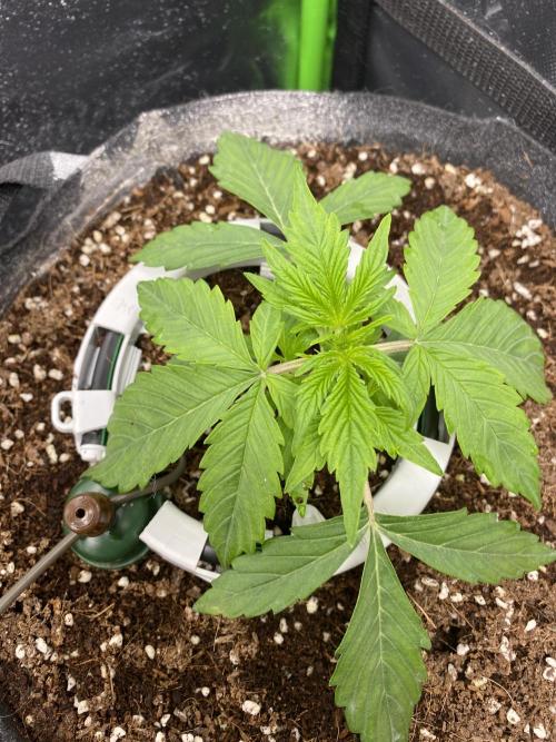 Black Rainbow Autoflower. Week 3