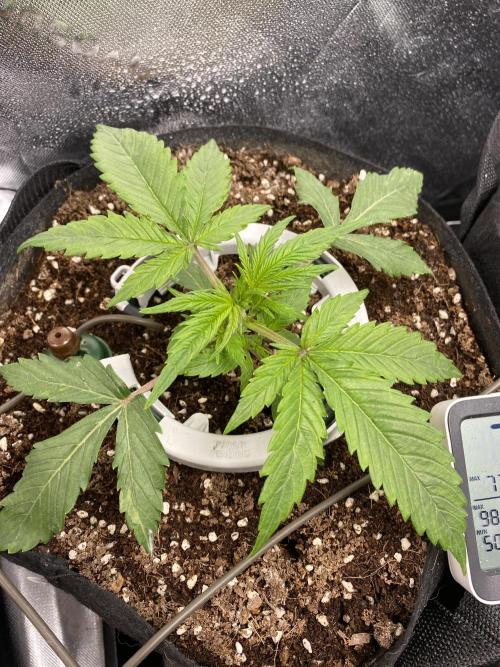 Black Rainbow Autoflower. Week 3