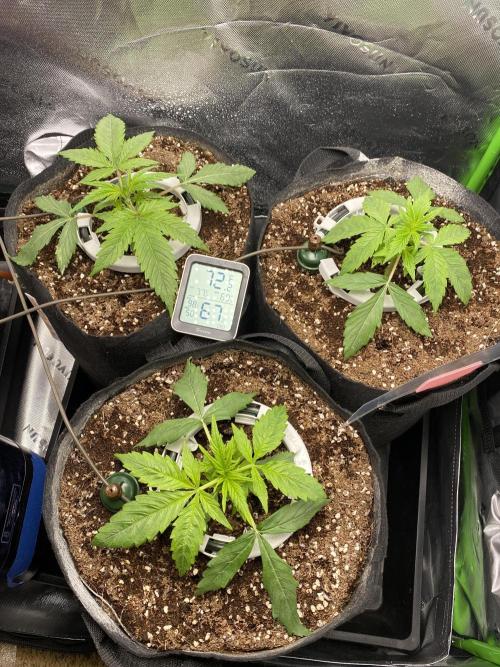 Black Rainbow Autoflower. Week 3