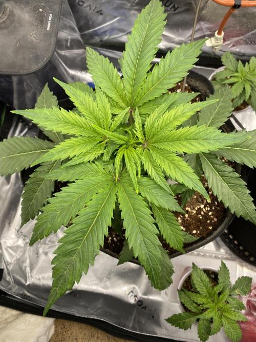 Black Rainbow Autoflower. Week 4