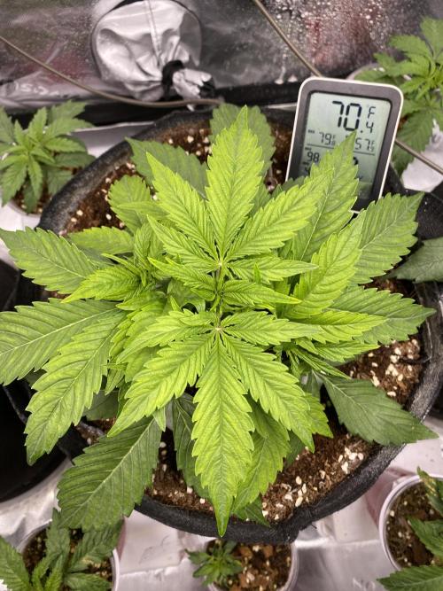 Black Rainbow Autoflower. Week 4