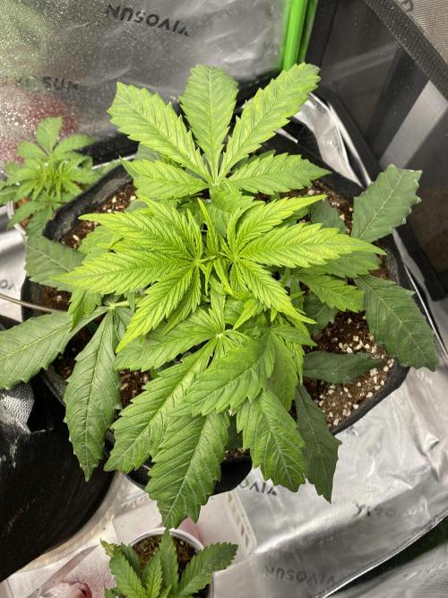 Black Rainbow Autoflower. Week 4