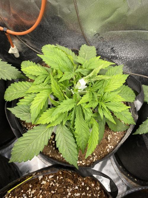 Black Rainbow Autoflower. Week 4