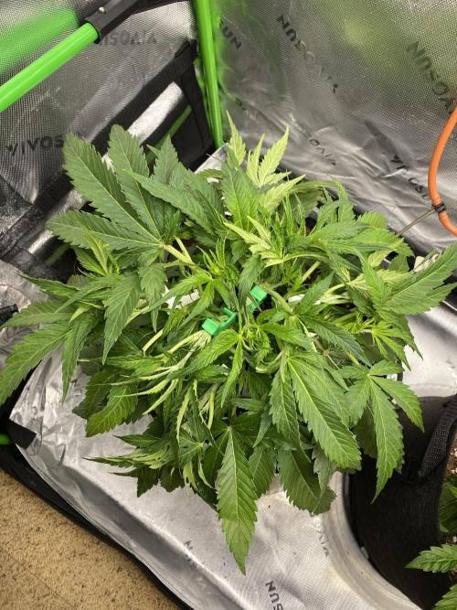 Black Rainbow Autoflower. Week 5