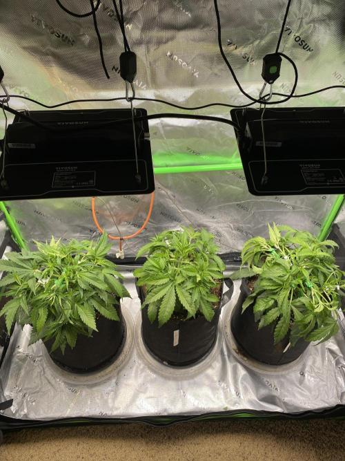 Black Rainbow Autoflower. Week 5