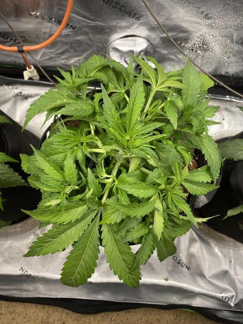 Black Rainbow Autoflower. Week 5