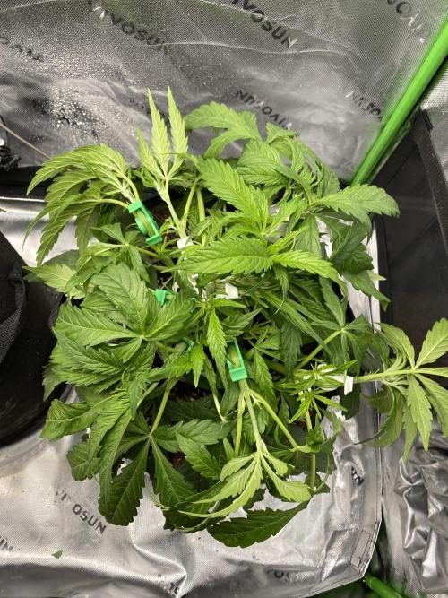 Black Rainbow Autoflower. Week 5