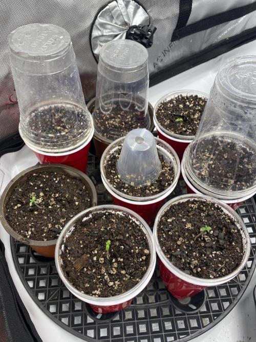 NS5 x Willie Nelson x Wilson. Week 0