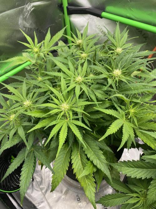 Black Rainbow Autoflower. Week 6