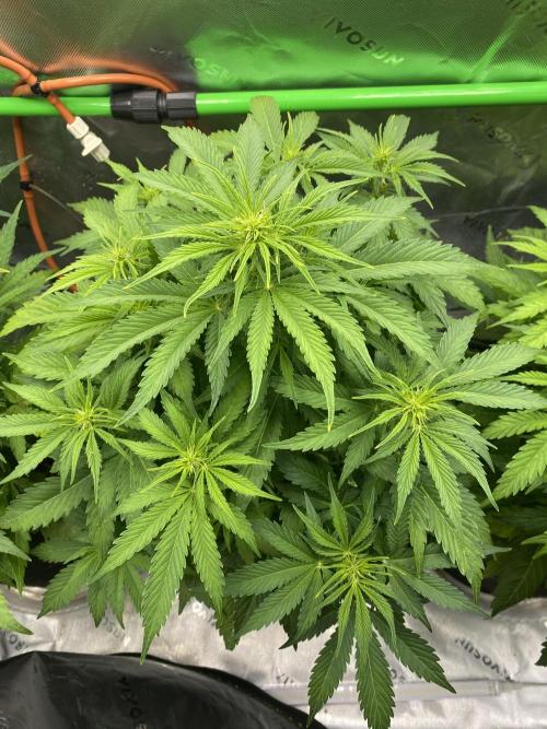 Black Rainbow Autoflower. Week 6