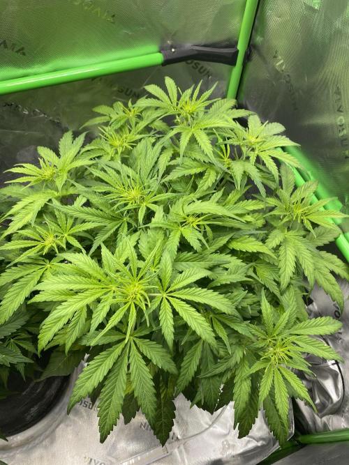 Black Rainbow Autoflower. Week 6