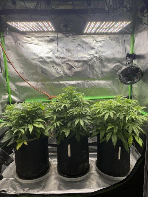 Black Rainbow Autoflower. Week 6