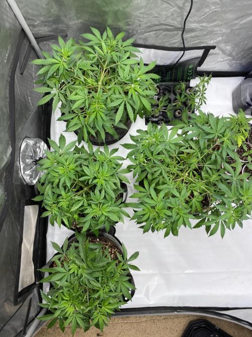 Blueberry. Week 7