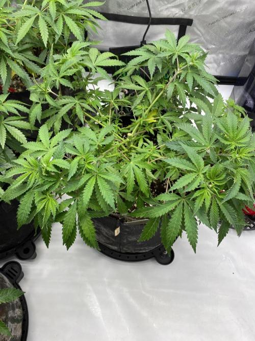 Blueberry. Week 7 - 1