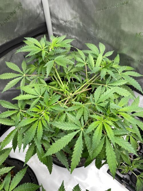 Blueberry. Week 7 - 2