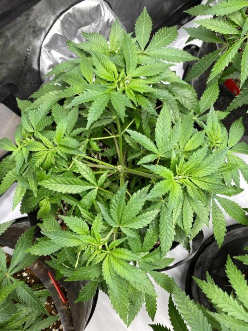 Blueberry. Week 7 - 3
