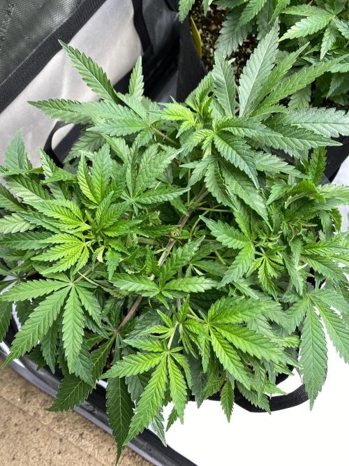 Blueberry. Week 7 - 4
