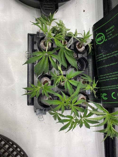 Blueberry. Week 7 - 6 clones of plant 1 for a friend planning an outdoor grow, 1 of each other plant