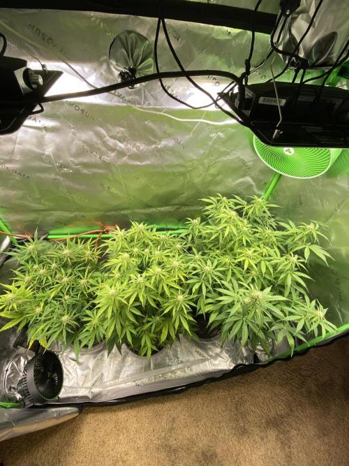 Black Rainbow Autoflower. Week 8