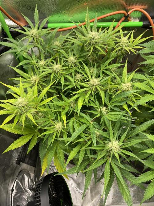 Black Rainbow Autoflower. Week 8 - 1
