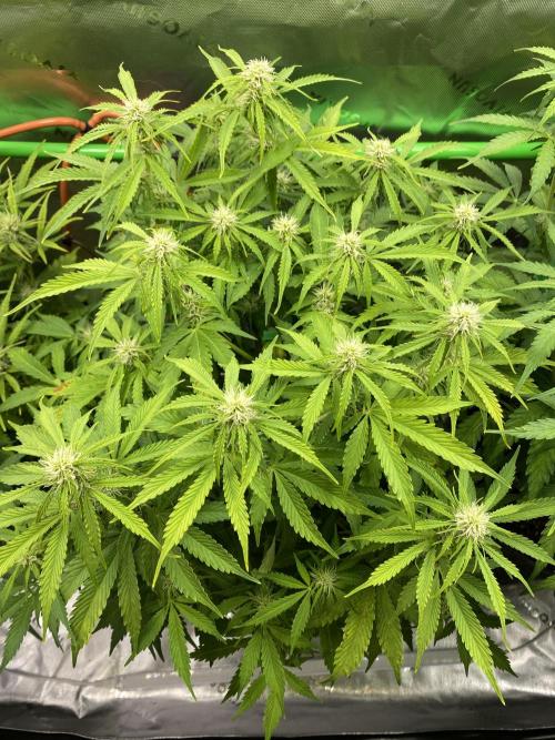 Black Rainbow Autoflower. Week 8 - 2