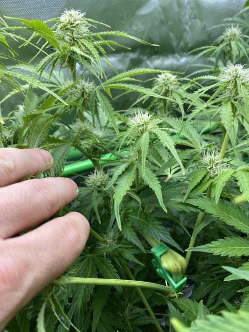 Black Rainbow Autoflower. Week 8 - Supercrop