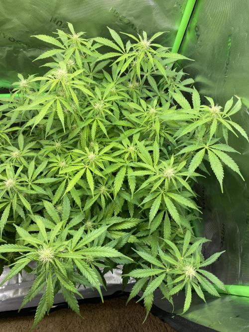 Black Rainbow Autoflower. Week 8 - 3