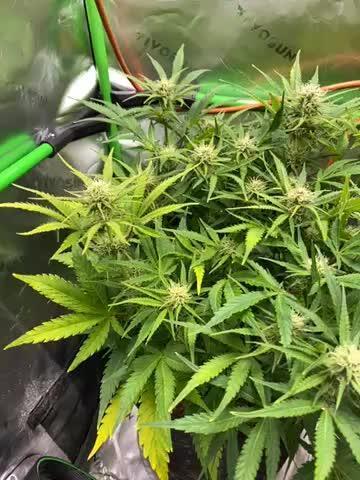Black Rainbow Autoflower