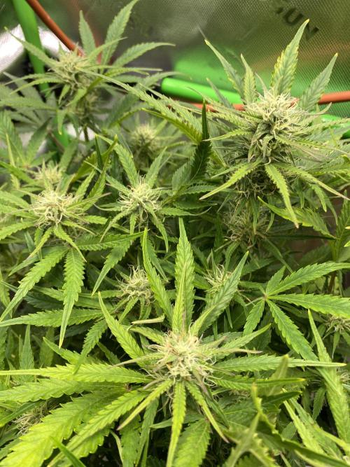 Black Rainbow Autoflower. Week 8 - Orange Pistils