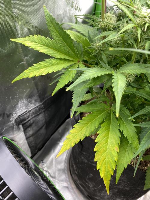 Black Rainbow Autoflower. Week 8 - 1