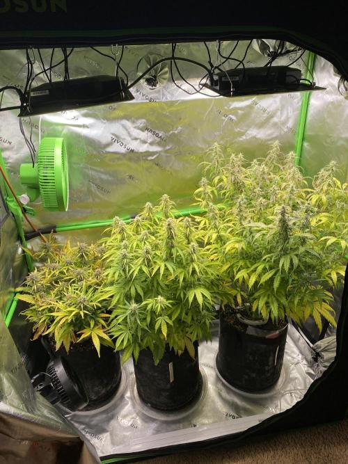 Black Rainbow Autoflower. Week 10