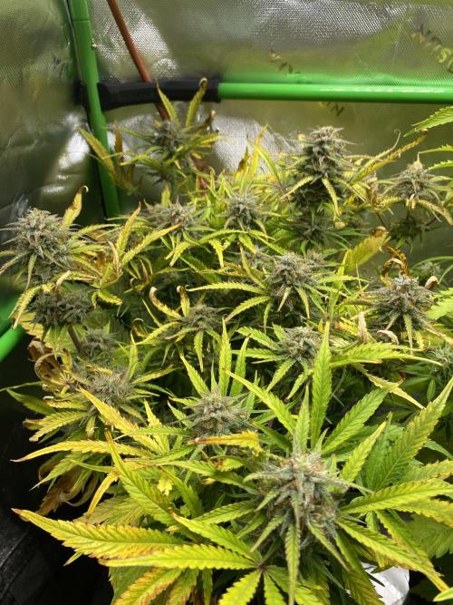 Black Rainbow Autoflower. Week 10