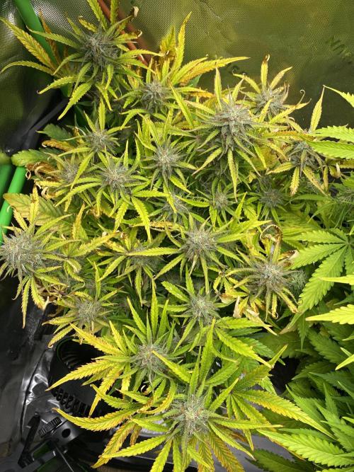 Black Rainbow Autoflower. Week 10