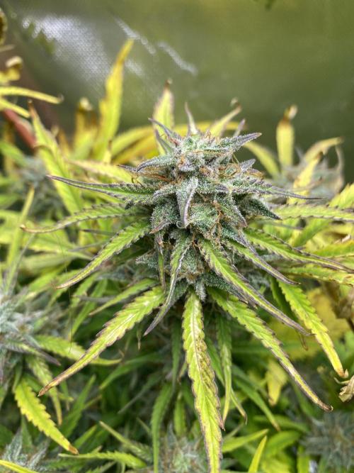 Black Rainbow Autoflower. Week 10