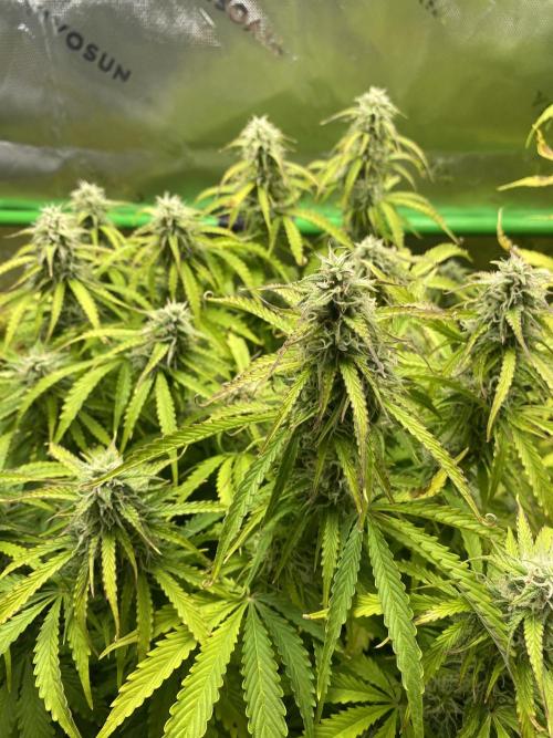 Black Rainbow Autoflower. Week 10