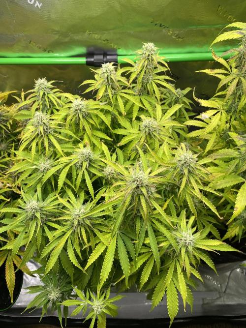 Black Rainbow Autoflower. Week 10