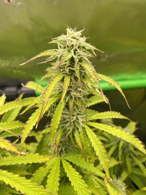 Black Rainbow Autoflower. Week 10