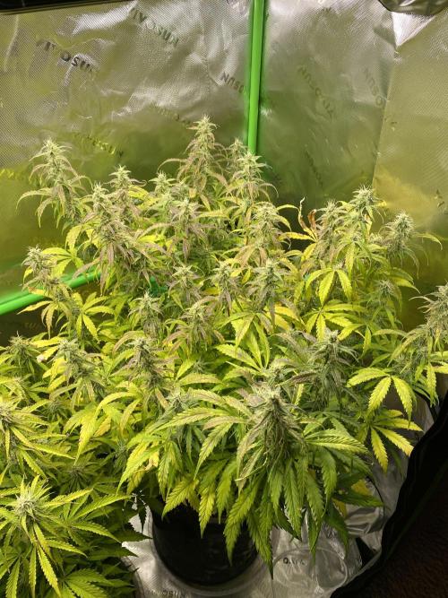 Black Rainbow Autoflower. Week 10