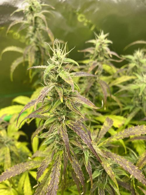 Black Rainbow Autoflower. Week 10