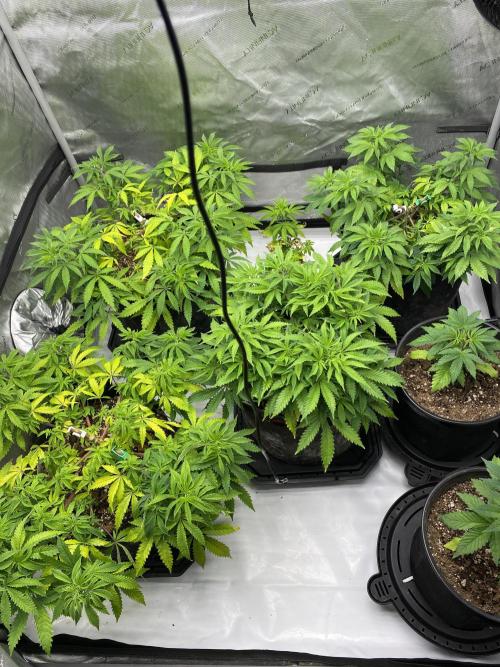 Blueberry. Week 9