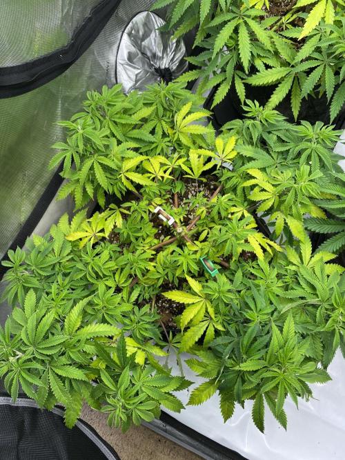 Blueberry. Week 9