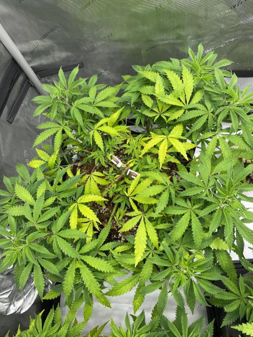 Blueberry. Week 9
