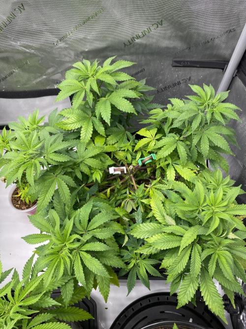 Blueberry. Week 9