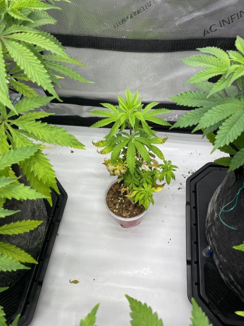 Blueberry. Week 9