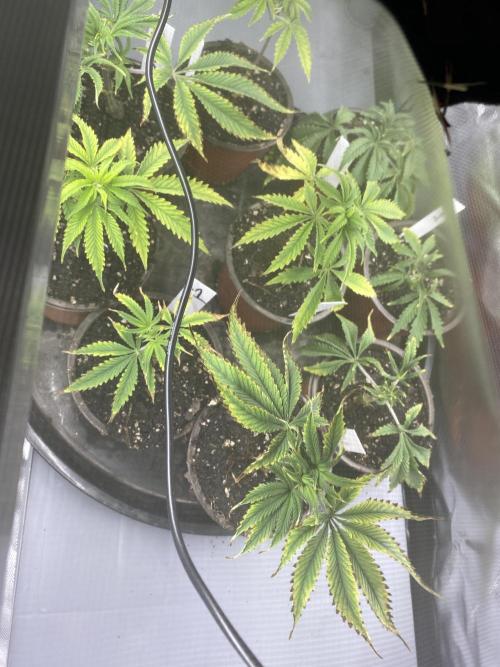 Blueberry. Week 9