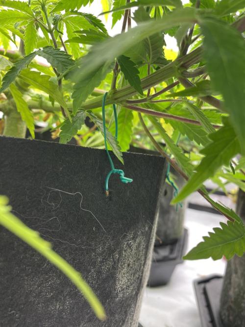 Blueberry. Week 9